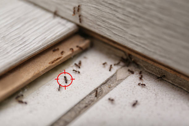 Best Ant Control Services  in Lexington, OH